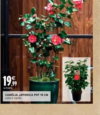 CAMÉLIA JAPONICA POT 19 CM