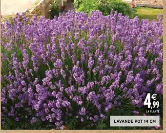 Intermarché Hyper LAVANDE POT 14 CM offre