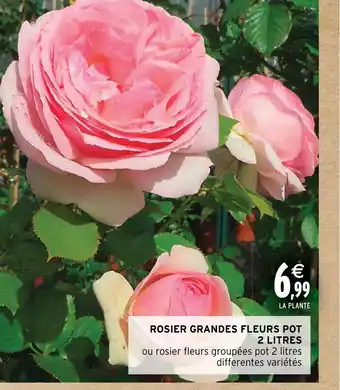 Intermarché Hyper ROSIER GRANDES FLEURS POT offre