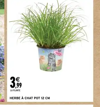 Intermarché Hyper HERBE À CHAT POT 12 CM offre