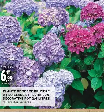 Intermarché Hyper PLANTE DE TERRE BRUYÈRE À FEUILLAGE ET FLORAISON DÉCORATIVE POT 2/4 LITRES offre