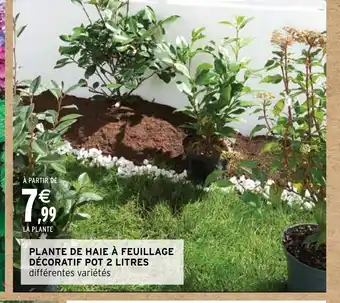 PLANTE DE HAIE À FEUILLAGE DÉCORATIF POT 2 LITRES