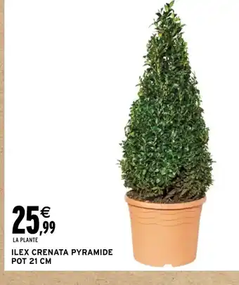 Intermarché Hyper ILEX CRENATA PYRAMIDE POT 21 CM offre