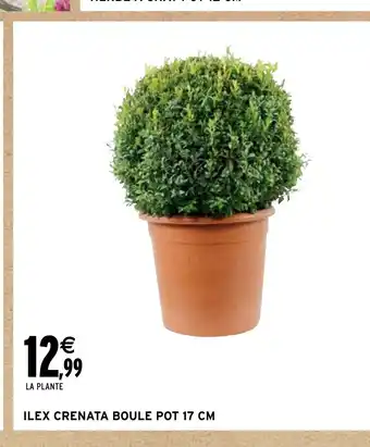 ILEX CRENATA BOULE POT 17 CM