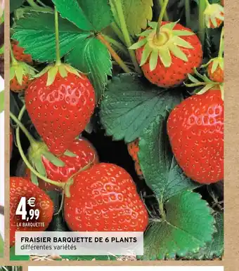Intermarché Hyper FRAISIER BARQUETTE DE 6 PLANTS offre