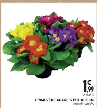 Intermarché PRIMEVÈRE ACAULIS POT 10.5 CM offre