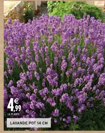 Intermarché LAVANDE POT 14 CM offre