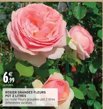 Intermarché ROSIER GRANDES FLEURS POT 2 LITRES offre