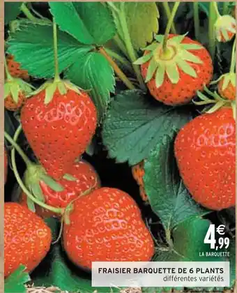 Intermarché FRAISIER BARQUETTE DE 6 PLANTS offre