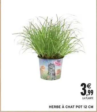 Intermarché HERBE À CHAT POT 12 CM offre