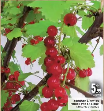Intermarché ARBUSTE À PETITS FRUITS POT 1.5 LITRE offre