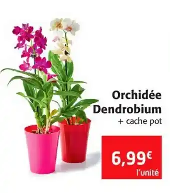 Colruyt Orchidée dendrobium offre