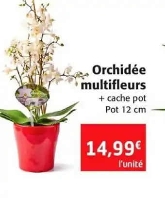 Colruyt Orchidée multifleurs offre