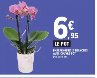 PHALAENOPSIS 2 BRANCHES AVEC COUVRE POT