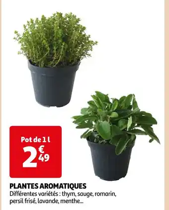 Auchan Supermarché PLANTES AROMATIQUES offre