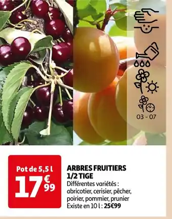 ARBRES FRUITIERS 1/2 TIGE