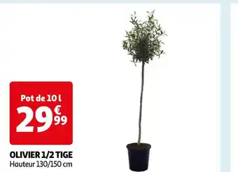 OLIVIER 1/2 TIGE