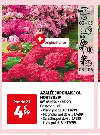 AZALÉE JAPONAISE OU HORTENSIA