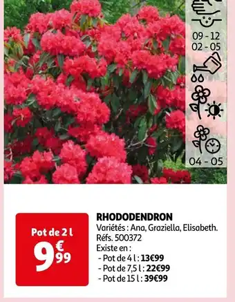 Auchan RHODODENDRON offre