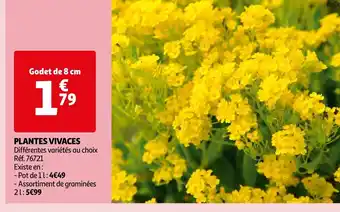 Auchan PLANTES VIVACES offre