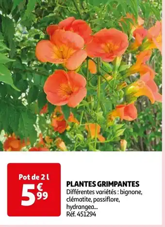 Auchan PLANTES GRIMPANTES offre