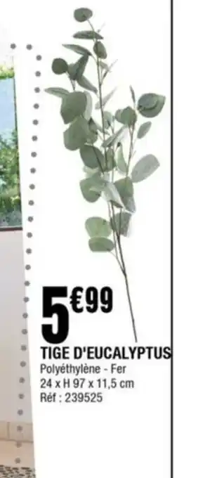 TIGE D'EUCALYPTUS