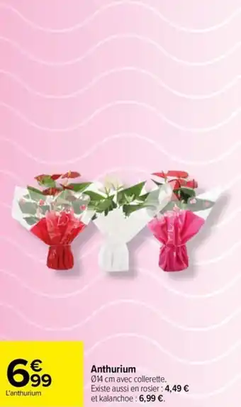 Carrefour Anthurium offre