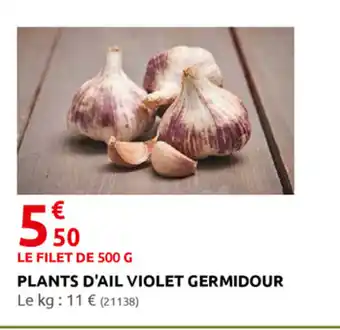 Plant d'Ail Violet Germidour