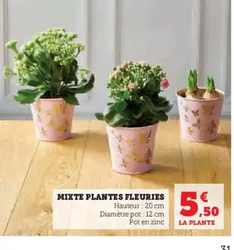 Hyper U MIXTE PLANTES FLEURIES offre