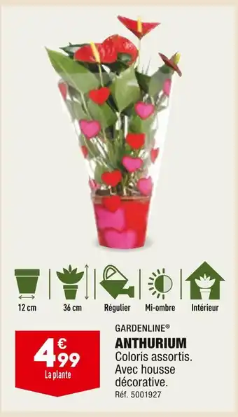 GARDENLINE ANTHURIUM
