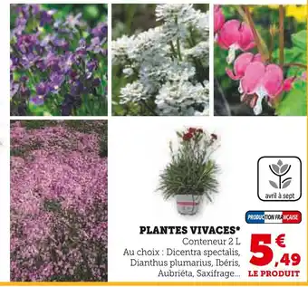 Super U PLANTES VIVACES offre