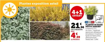 Super U PLANTES DE HAIES PETITS JARDINS offre