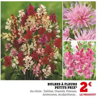 Super U BULBES À FLEURS PETITS PRIX offre