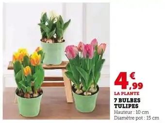 Super U 7 BULBES TULIPES offre