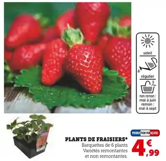 Super U PLANTS DE FRAISIERS offre