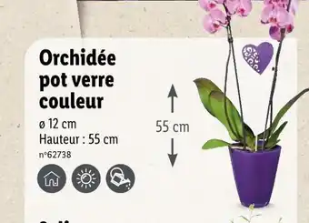 Lidl Orchidée pot verre couleur offre