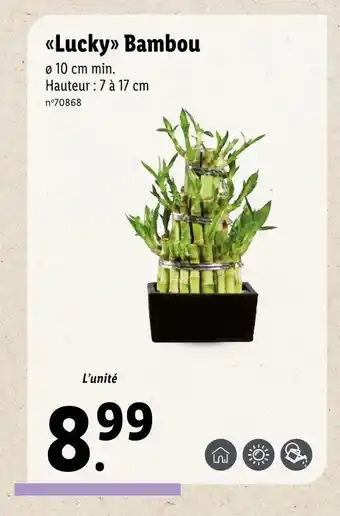 Lidl Lucky Bambou offre