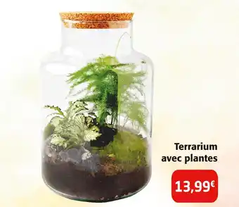 Terrarium avec plantes