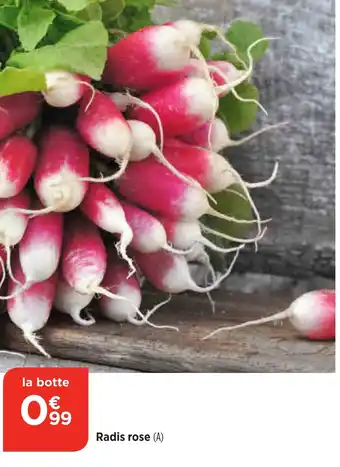 Bi1 Radis rose offre