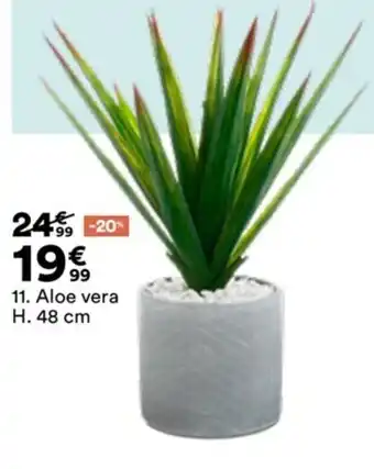Aloe vera