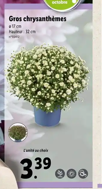 Lidl Gros Chrysanthémes offre