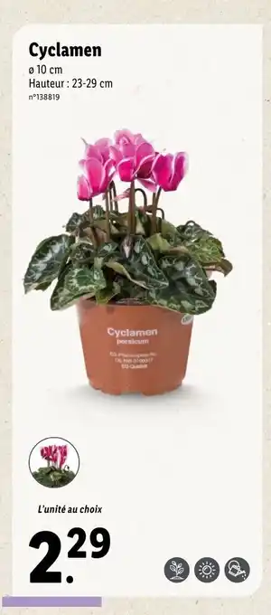 Cyclamen