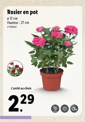 Lidl Rosier En Pot offre