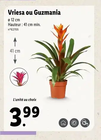 Lidl Vriesa Ou Guzmania offre