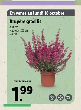 Bruyére Gracilis