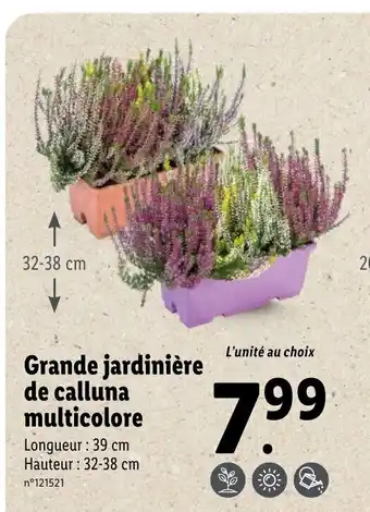 Lidl Grande Jardiniére De Calluna Multicolore offre