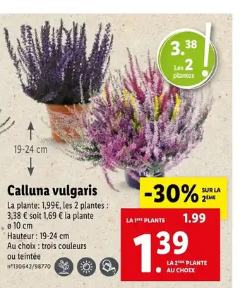 Lidl Calluna Vulgaris offre