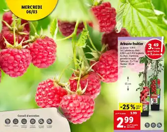 Lidl Arbuste fruitier offre
