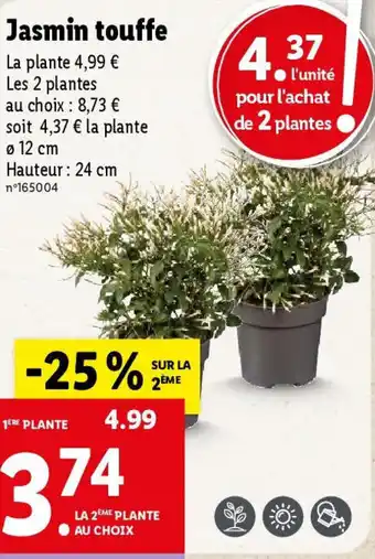 Lidl Jasmin touffe offre