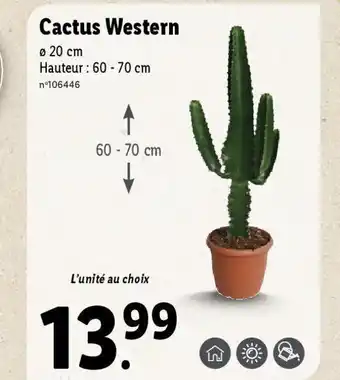 Lidl Cactus Western offre